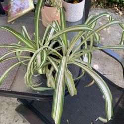 Spider Plants In Pot