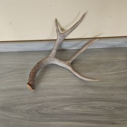 Deer Antler 