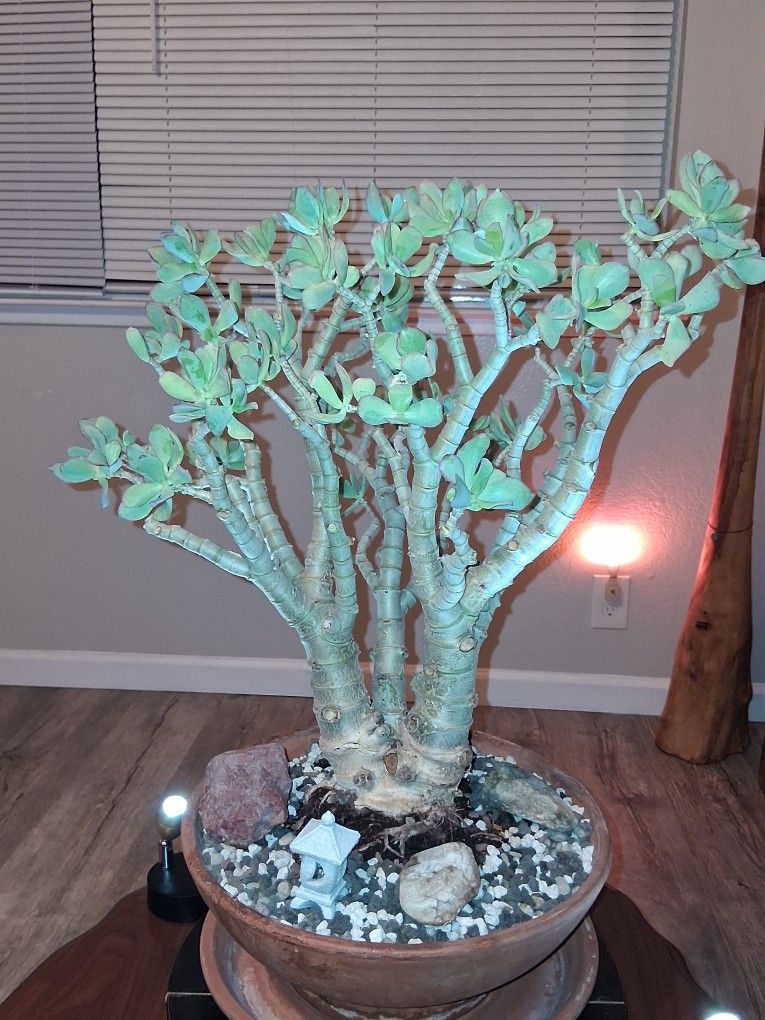 8-10 Yr. Old Tri Trunk Jade Tree