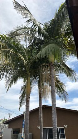 Palm Trees