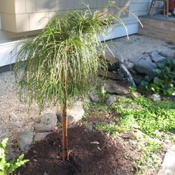 Whipcord Cedar On A Standard Trees