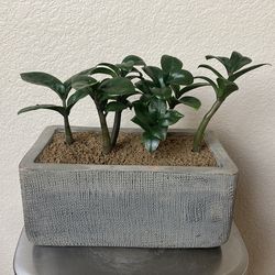 Dwarf ZZ Plant “Zenzi” Houseplant, Modern Gray Rectangular Terracotta Planter