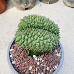 Euphorbia Gymnocalycium Crest Imported