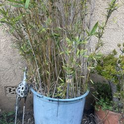 Bamboo In Pot Free Free