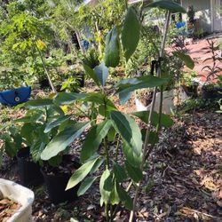 Avocado Plants Home Grown Organic Soiled They Grow 