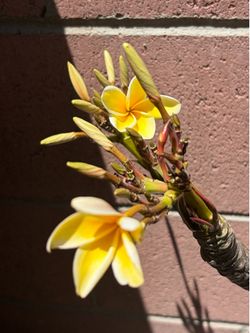 Frangipani plumeria