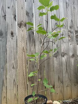 Fig Tree