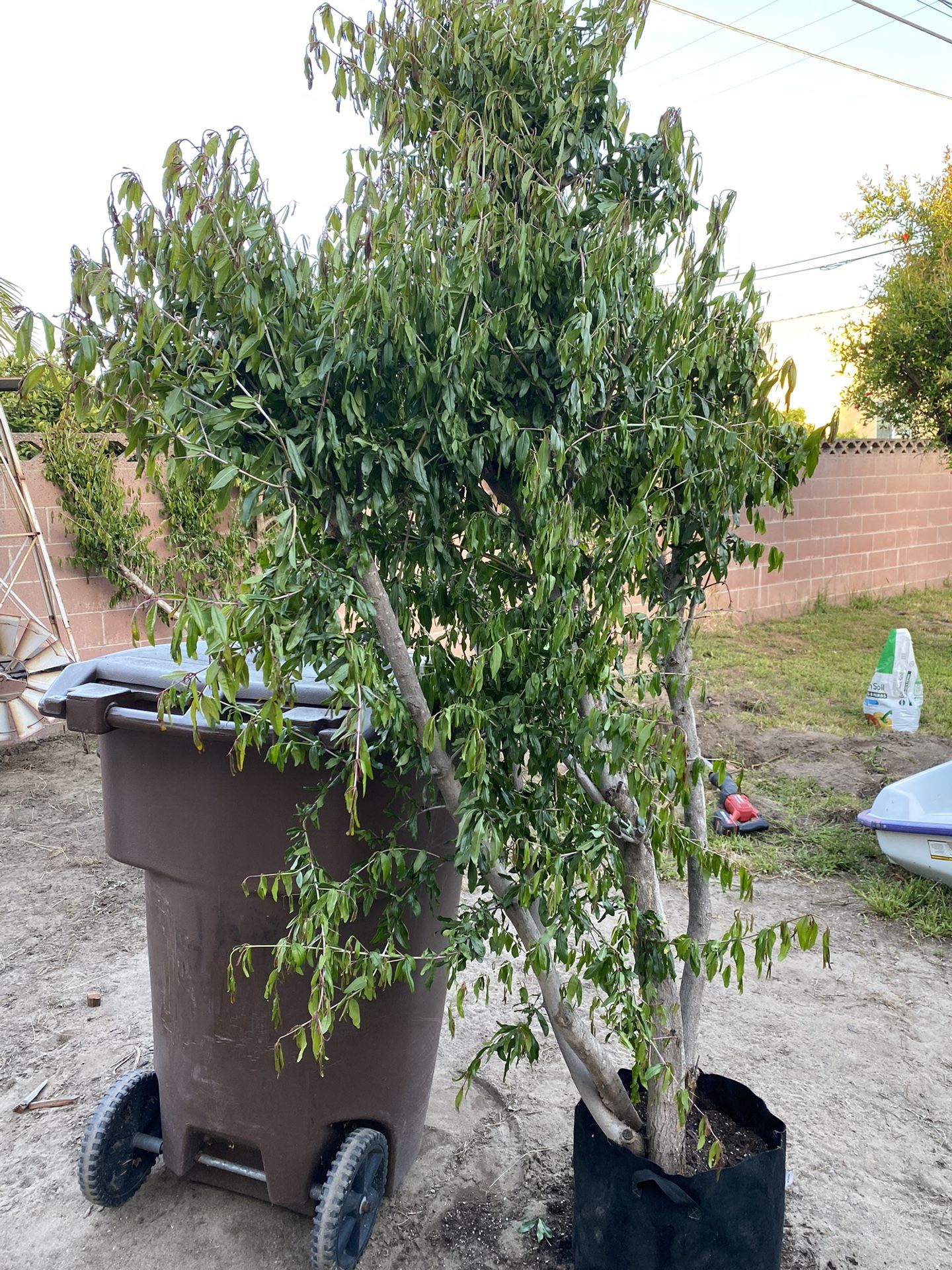 Pomegranate Tree