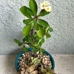 Crown  Of  Thorns Plant And  Graptopetalum Bronze Plants 