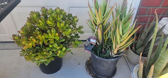 Plants healthy strong. $3.00 together