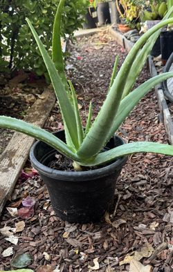 Real Aloe Vera Plant