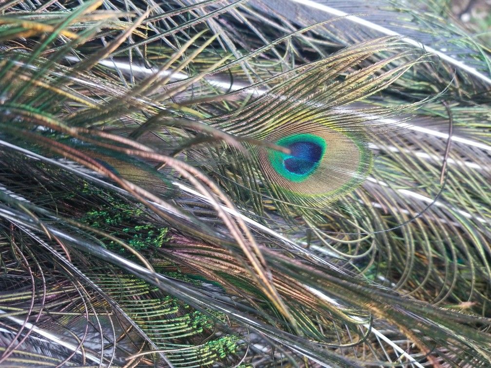 Large Bundle Of Peacock Feathers