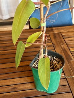 black emerald philodendron Philodendron Black Cardinal Variegata L