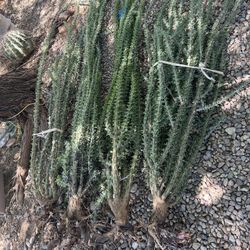 Ocotillo Plant 