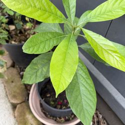Avacado Plant