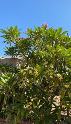 Plumeria hot pink white and yellow pink