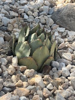 Resort style agave healthy
