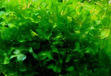 Subwassertang Moss Aquarium Plants