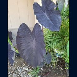 Black Velvet Tarot Pups