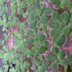 (XL) Dwarf Water Lettuce