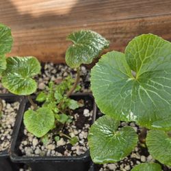 Wasabi Plants