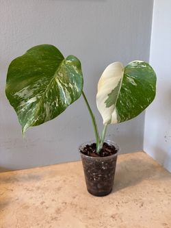 Monstera Albo Plant