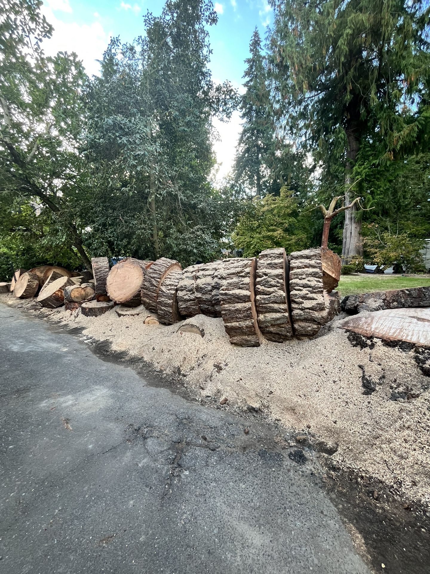 Free Firewood Rounds. Fir. Very Large