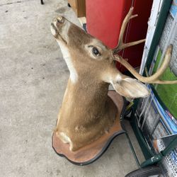 Deer head