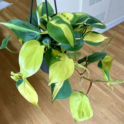 Philodendron Brasil Heartleaf Plant in Hanging Pot / Low-Light Friendly / Free Delivery Available 