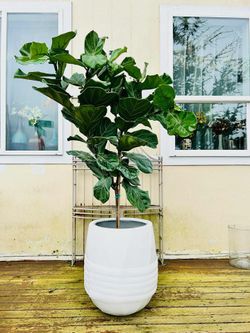 Beautiful fiddle leaf 🍃