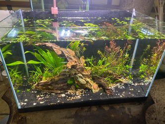 10 gallon rimless planted Aquascape aquarium fish tank as pictured. NO FILTER AND NO LIGHT