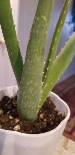 Aloe vera Healthy and best air purifying house plant in the new pot