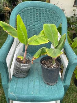 Blue java "Ice Cream Banana" plants
