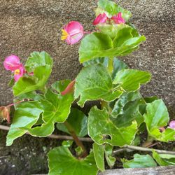 Begonia Plants
