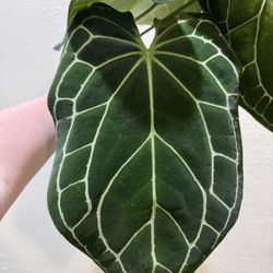 Anthurium Crystallinum