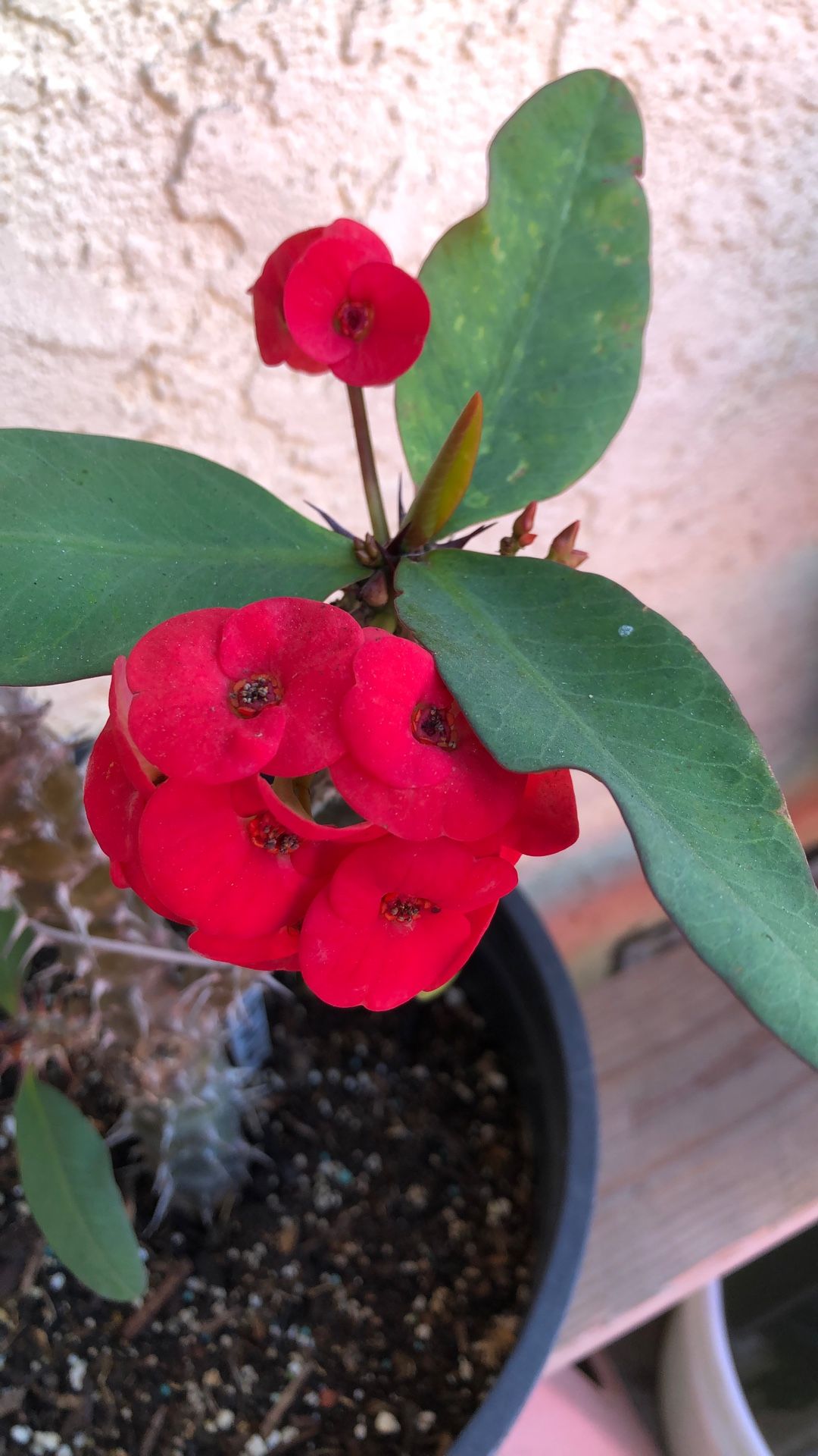 Corona De Cristo Melanie Flor Mediana