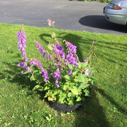 Perennial flowers for sale
