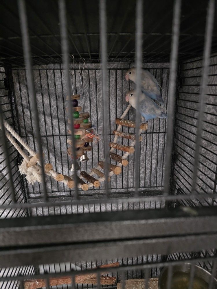 Love Bird Cage