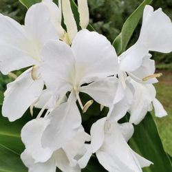 White Ginger Lily /Butterfly Lily/Dolonchapa Plants 