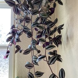Wondering Jew Real Plant In A Hanging Pot 