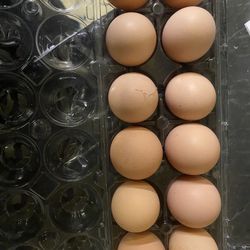 Rare Breed Hatching Eggs-Lavender Orpington, Dark & Light Brahmas 