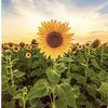 SunnySunflower