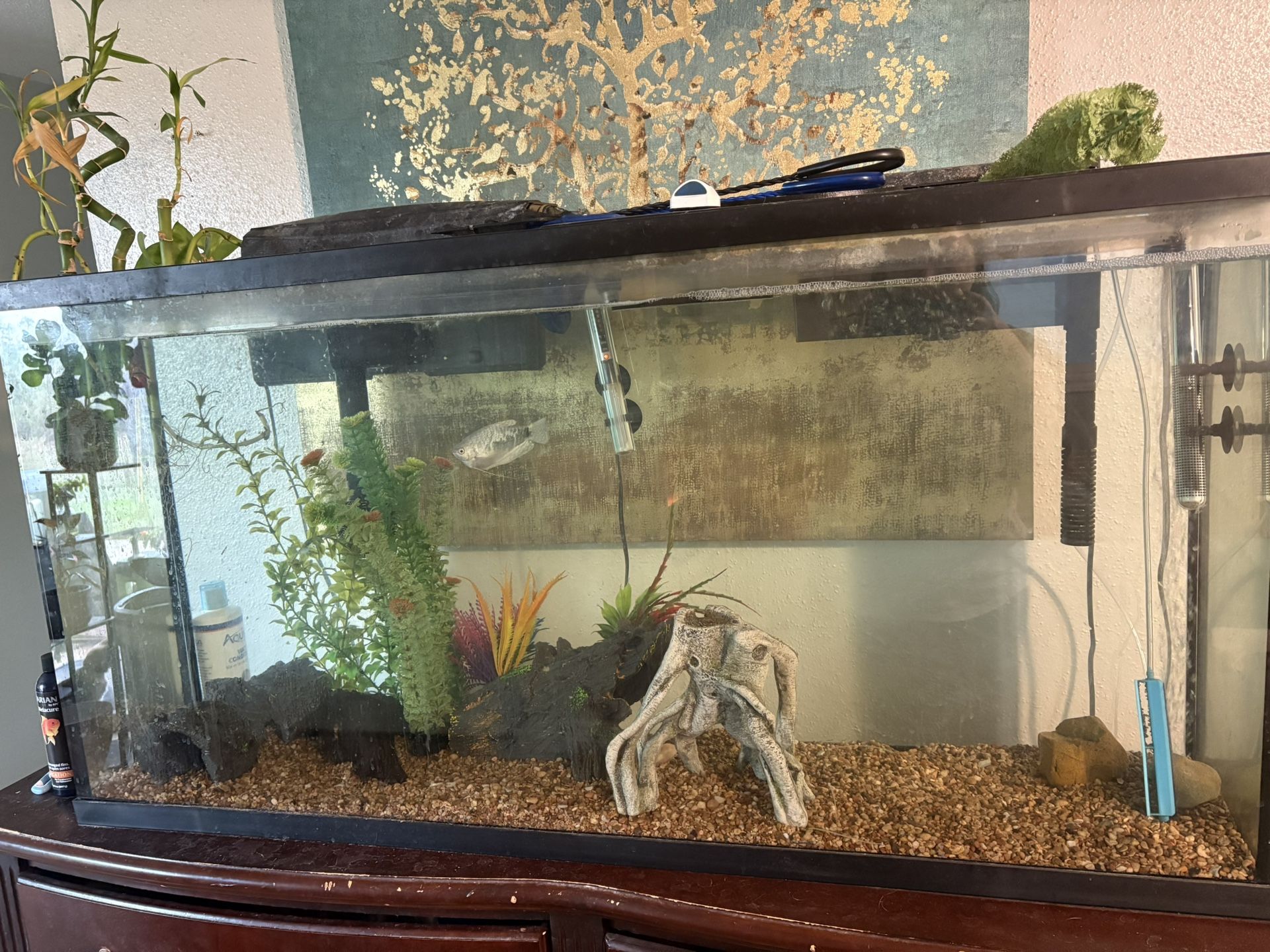 55 Gal Tank Setup