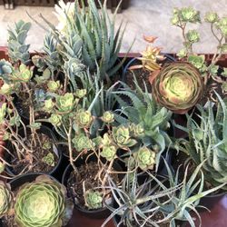 Succulents For Sale 