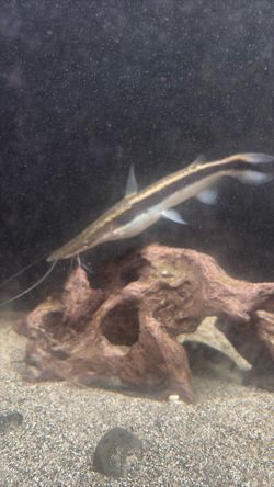 Fish tank decor
