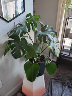 Monstera houseplant