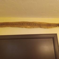 Blacktail Rattlesnake Skin