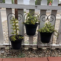 Plant Stand & 3 Plants