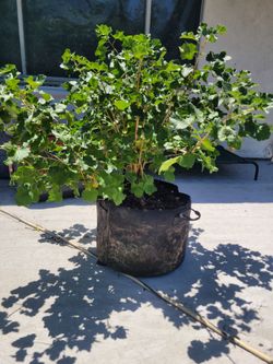 Black currants,jostaberry