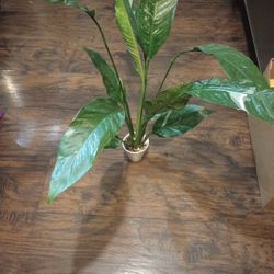 Variegated Peace Lily Plant (pls Read Description Below)